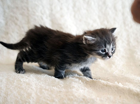 Odinn am 16. März 2025